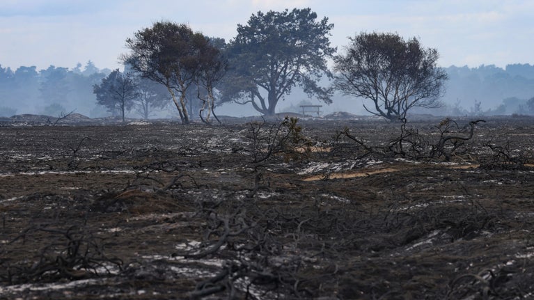 Dunwich Heath, Suffolk coast, after the fire July 2026